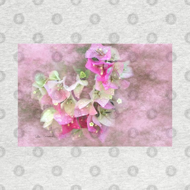 Pink Bougainvillea Flowers Digital Art by ButterflyInTheAttic